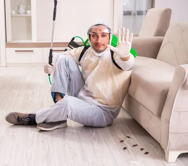 Bees, Wasps & Hornets Removal