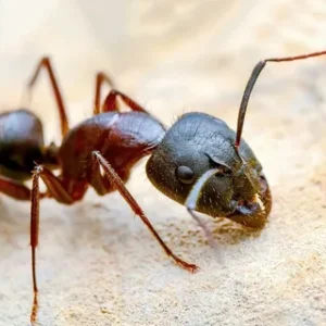 ants control service brampton