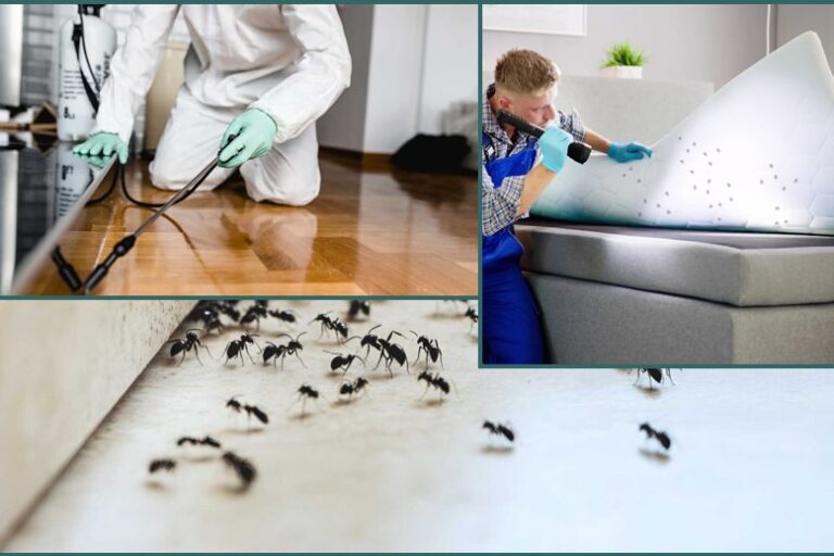 Ant Extermination