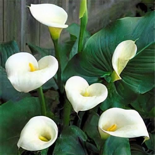 arum lily bulbs