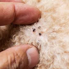 Flea and mite extermination