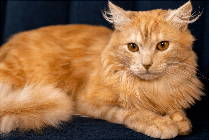 Maine Coon cats on sale