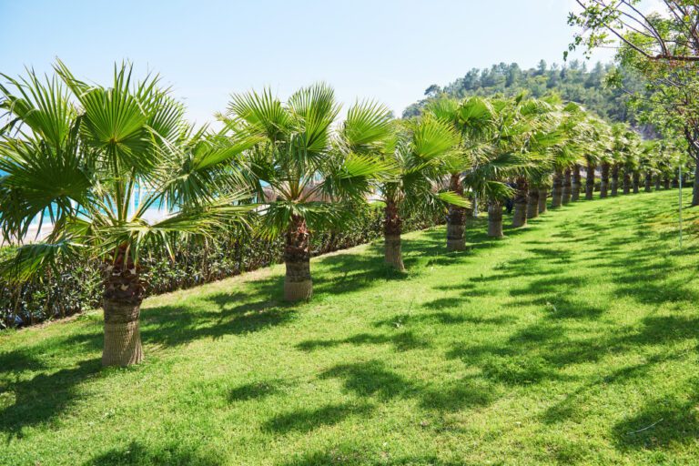 Drought Tolerant Landscaping