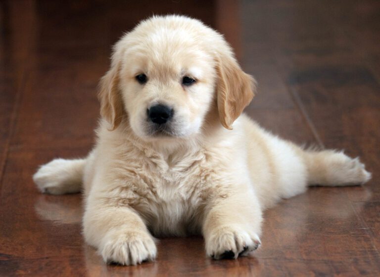 Golden retriever puppy in Dubai